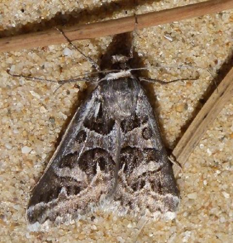 Cerocala scapulosa